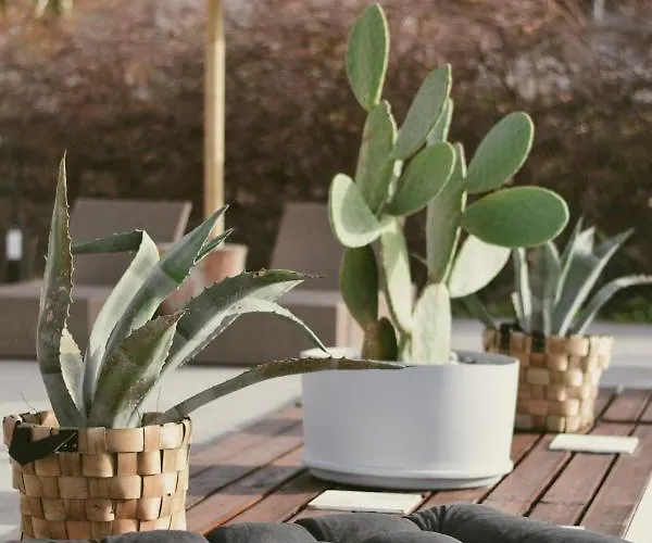 Casa de Férias La Casa Di Lusso N4 - Adults Only *